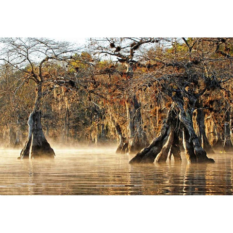 Cypress Creek I White Modern Wood Framed Art Print by Nawrocke, Bruce