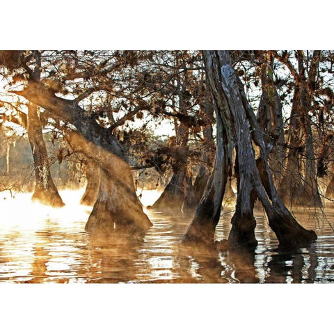 Cypress Creek II Black Modern Wood Framed Art Print with Double Matting by Nawrocke, Bruce