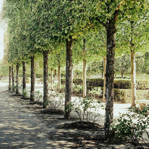 Parisian Stroll I White Modern Wood Framed Art Print with Double Matting by Navas, Emily