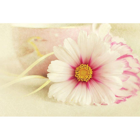 Soft Rose Daisy Black Modern Wood Framed Art Print with Double Matting by Gardner, Sarah