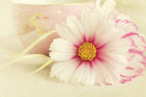 Soft Rose Daisy Black Ornate Wood Framed Art Print with Double Matting by Gardner, Sarah