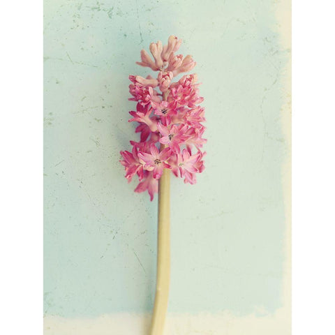 Soft Pink Hyacinth Black Modern Wood Framed Art Print with Double Matting by Gardner, Sarah