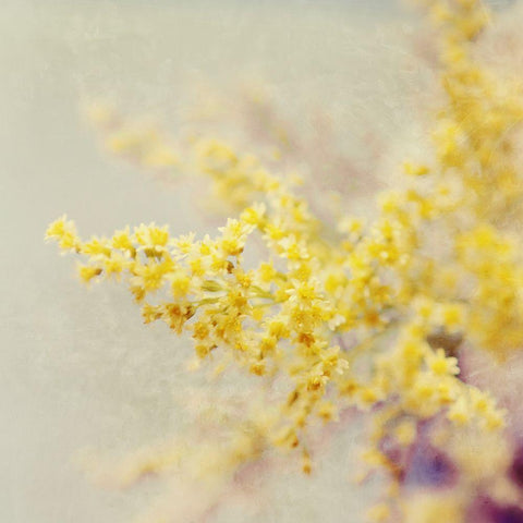 Yellow Blooms in Spring Gold Ornate Wood Framed Art Print with Double Matting by Gardner, Sarah