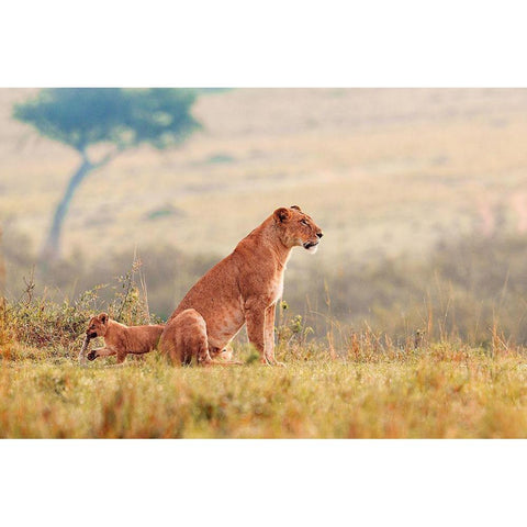 A Lions Tale Black Modern Wood Framed Art Print with Double Matting by Lake, Shelley