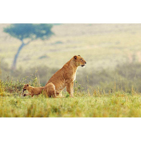 A Lions Tail White Modern Wood Framed Art Print by Lake, Shelley