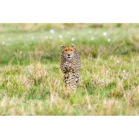 Cheetah White Modern Wood Framed Art Print by Lake, Shelley