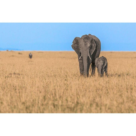 Elephants In Africa Black Modern Wood Framed Art Print with Double Matting by Lake, Shelley