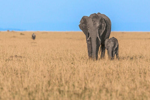 Elephants In Africa White Modern Wood Framed Art Print with Double Matting by Lake, Shelley