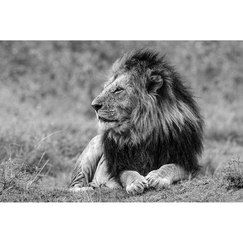 King Of The Jungle Black Modern Wood Framed Art Print with Double Matting by Lake, Shelley