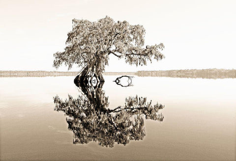 Reflective View White Modern Wood Framed Art Print with Double Matting by Nawrocke, Bruce