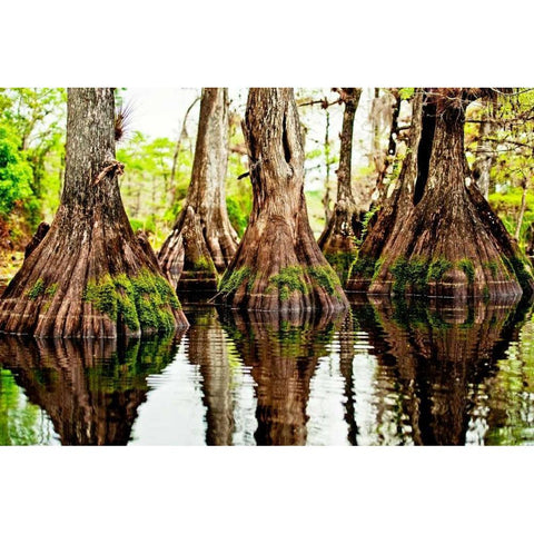 Tree Stumps Black Modern Wood Framed Art Print with Double Matting by Nawrocke, Bruce