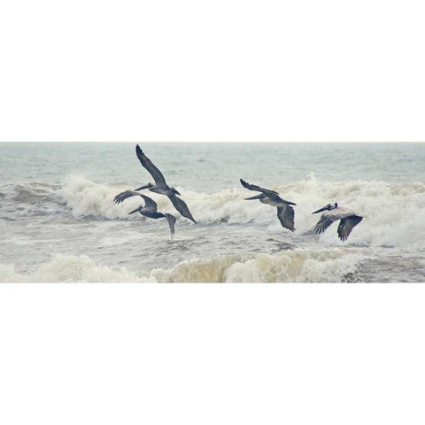 Pelican Panel I Gold Ornate Wood Framed Art Print with Double Matting by Nawrocke, Bruce