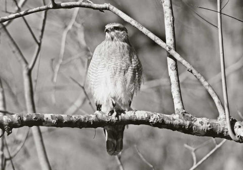 Hawk White Modern Wood Framed Art Print with Double Matting by Nawrocke, Bruce