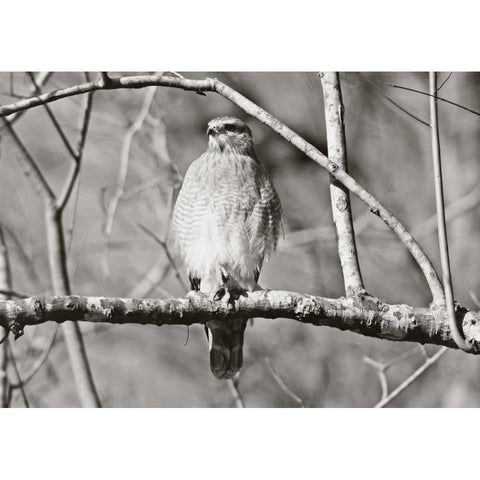 Hawk Black Modern Wood Framed Art Print by Nawrocke, Bruce