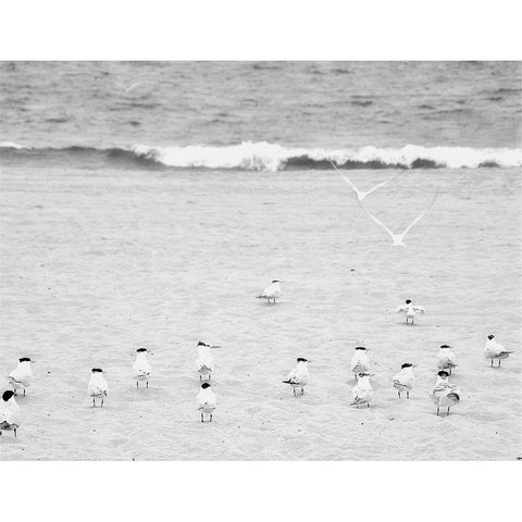 The Coastline Flock White Modern Wood Framed Art Print by Bill Carson Photography