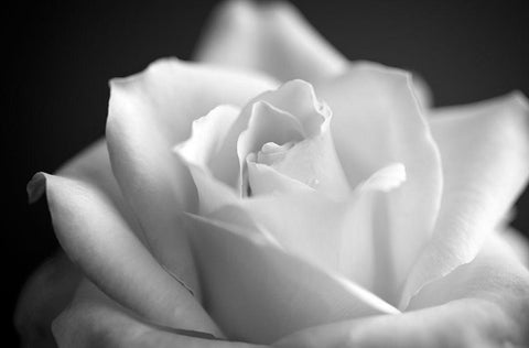 Blooming White Rose White Modern Wood Framed Art Print with Double Matting by Bill Carson Photography