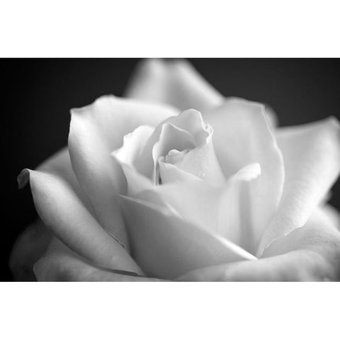 Blooming White Rose Black Modern Wood Framed Art Print by Bill Carson Photography