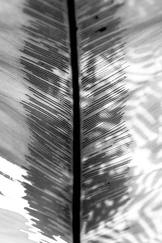 BW Leaf White Modern Wood Framed Art Print with Double Matting by Bill Carson Photography