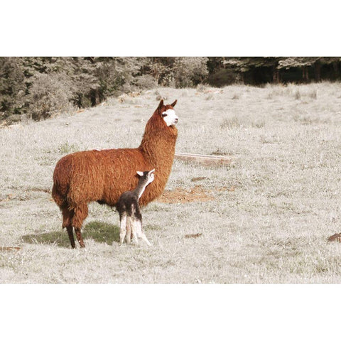 Baby Llama Mama Black Modern Wood Framed Art Print with Double Matting by Coppel, Anna