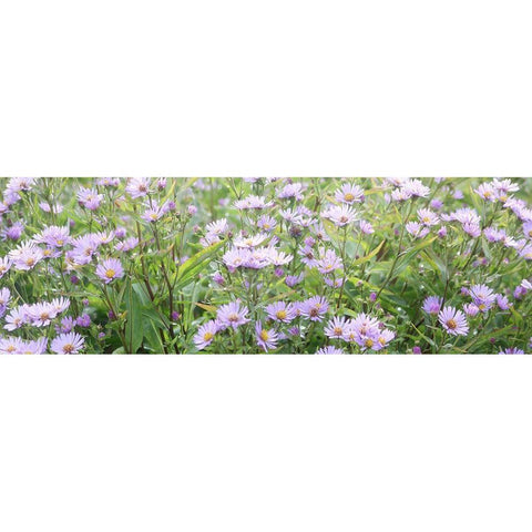 Daisy Field White Modern Wood Framed Art Print by Coppel, Anna