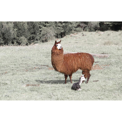 Llama Mama Black Modern Wood Framed Art Print with Double Matting by Coppel, Anna
