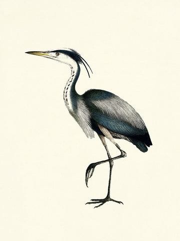 Bird I on Cream Black Ornate Wood Framed Art Print with Double Matting by Piddix