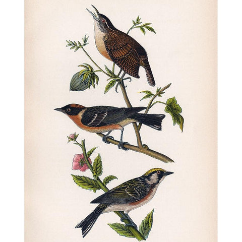 Bird Branch Gold Ornate Wood Framed Art Print with Double Matting by Piddix