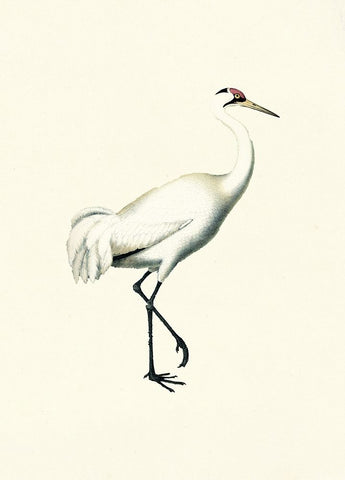 Bird III on Cream Black Ornate Wood Framed Art Print with Double Matting by Piddix