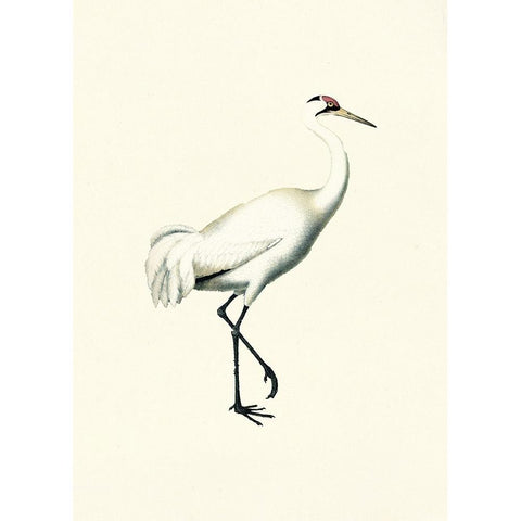 Bird III on Cream Black Modern Wood Framed Art Print with Double Matting by Piddix