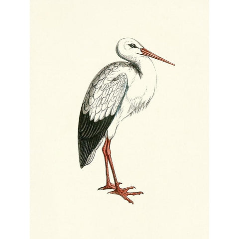 Bird II on Cream Gold Ornate Wood Framed Art Print with Double Matting by Piddix