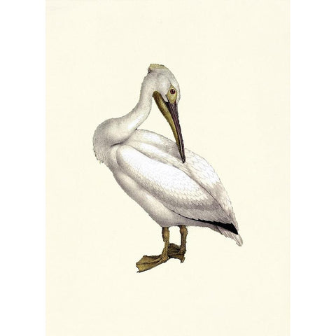 Bird IV on Cream Black Modern Wood Framed Art Print with Double Matting by Piddix