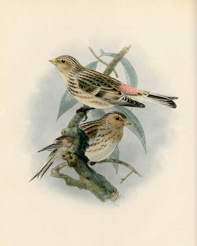 Bird Study II White Modern Wood Framed Art Print with Double Matting by Piddix