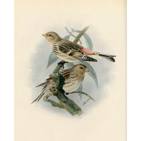 Bird Study II Gold Ornate Wood Framed Art Print with Double Matting by Piddix