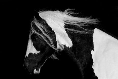 Black And White Stallion White Modern Wood Framed Art Print with Double Matting by Walker, Carol