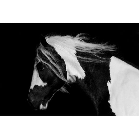 Black And White Stallion White Modern Wood Framed Art Print by Walker, Carol