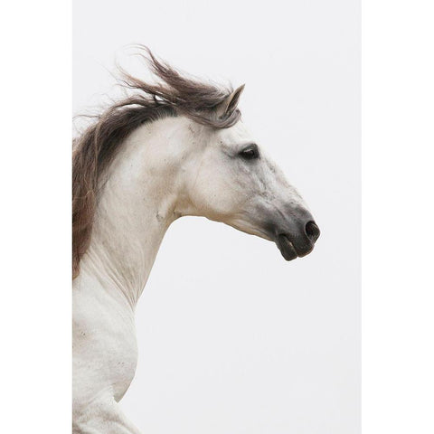 Straight Ahead White Modern Wood Framed Art Print by Walker, Carol