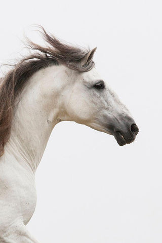 Straight Ahead White Modern Wood Framed Art Print with Double Matting by Walker, Carol