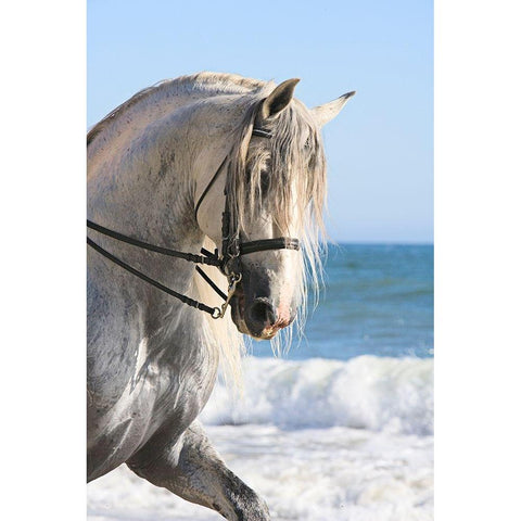 Trot on the Beach White Modern Wood Framed Art Print by Walker, Carol