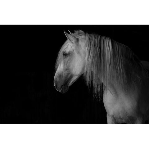 White Stallion in the Dark Black Modern Wood Framed Art Print with Double Matting by Walker, Carol