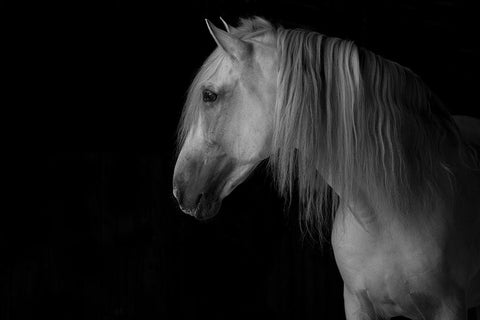 White Stallion in the Dark Black Ornate Wood Framed Art Print with Double Matting by Walker, Carol