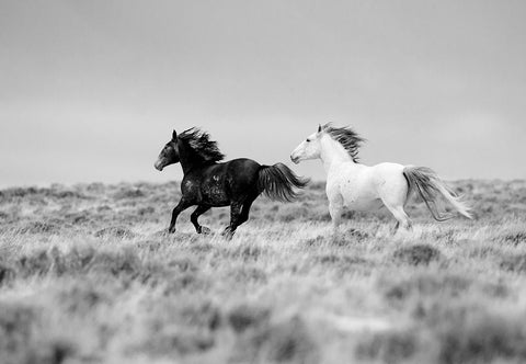 Black And White Mates White Modern Wood Framed Art Print with Double Matting by Walker, Carol