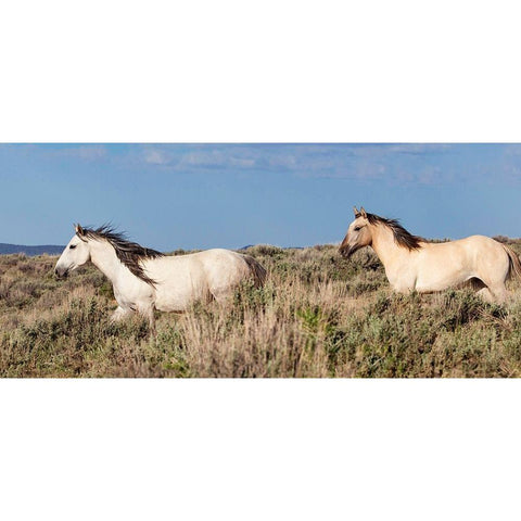 Trotting Trough The Field White Modern Wood Framed Art Print by Walker, Carol