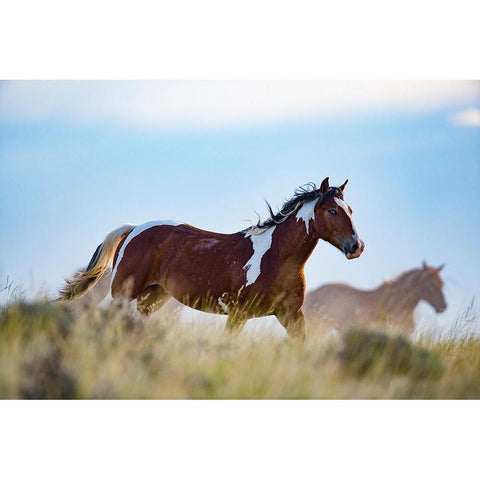 Eye Of The Horse Black Modern Wood Framed Art Print with Double Matting by Walker, Carol