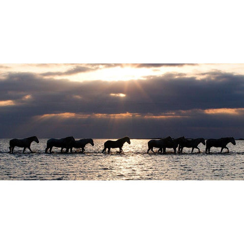 Camergue Horses At Dawn White Modern Wood Framed Art Print by Walker, Carol