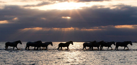 Camergue Horses At Dawn White Modern Wood Framed Art Print with Double Matting by Walker, Carol