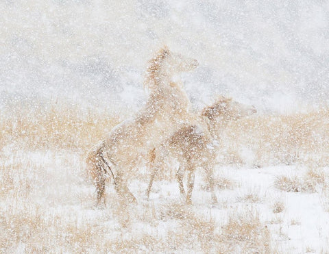 Snow Day For The Mustangs White Modern Wood Framed Art Print with Double Matting by Walker, Carol