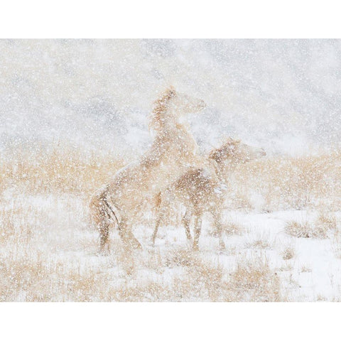 Snow Day For The Mustangs Black Modern Wood Framed Art Print with Double Matting by Walker, Carol