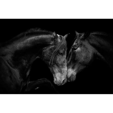 The Stallion and the Marell White Modern Wood Framed Art Print by Walker, Carol