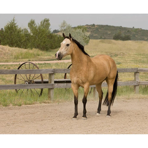 The Ranch White Modern Wood Framed Art Print by Walker, Carol