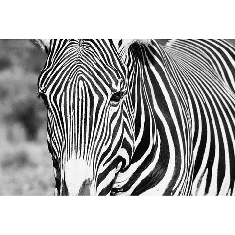 Zebra Stare Black Modern Wood Framed Art Print with Double Matting by Walker, Carol